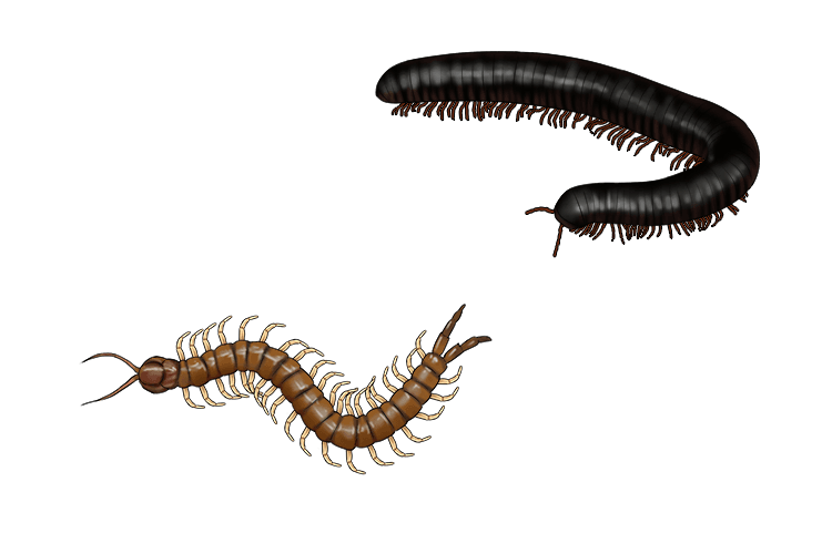  The name "Myriapods" literally means " many feet", the number of which depends on the species, but millipedes have been found with over 1,000 legs